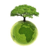 planta